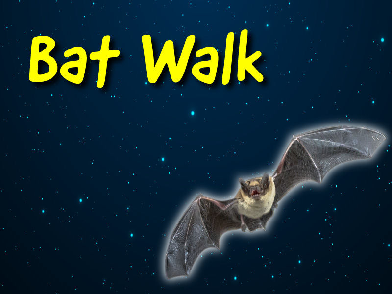 Bat Walk at Forge Mill Bat Walk at Forge Mill